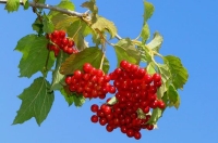 C:\Users\Администратор\Desktop\abcd2e3330fedd0836bef109990f61d0--vegetables-herbs.jpg